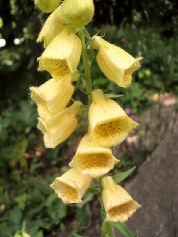 Изображение особи Digitalis grandiflora.