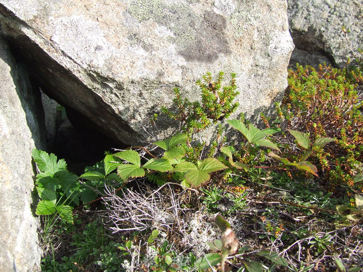 Изображение особи Rubus saxatilis.