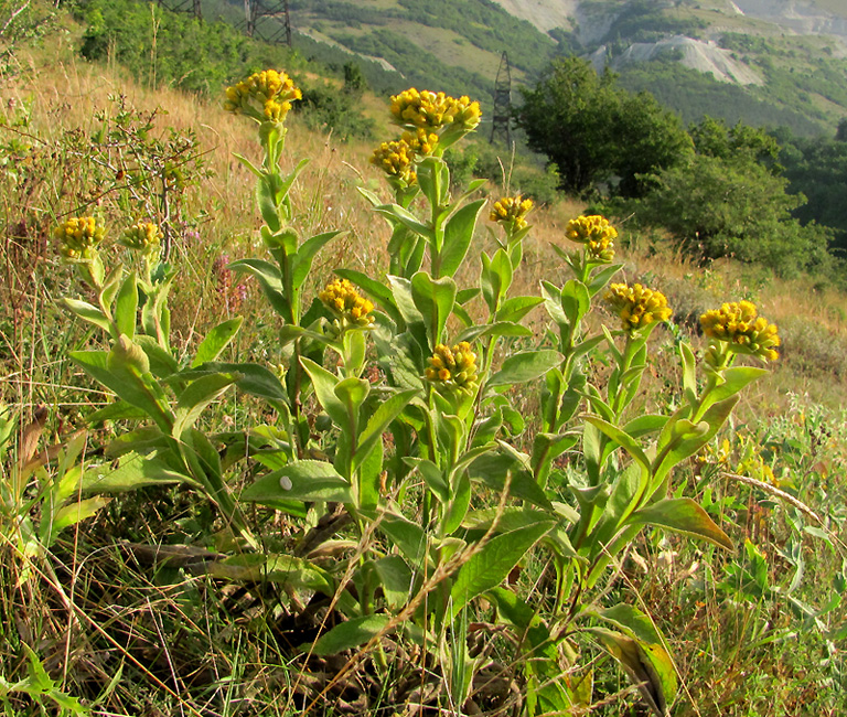 Изображение особи Inula thapsoides.