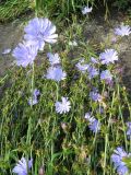 Cichorium intybus
