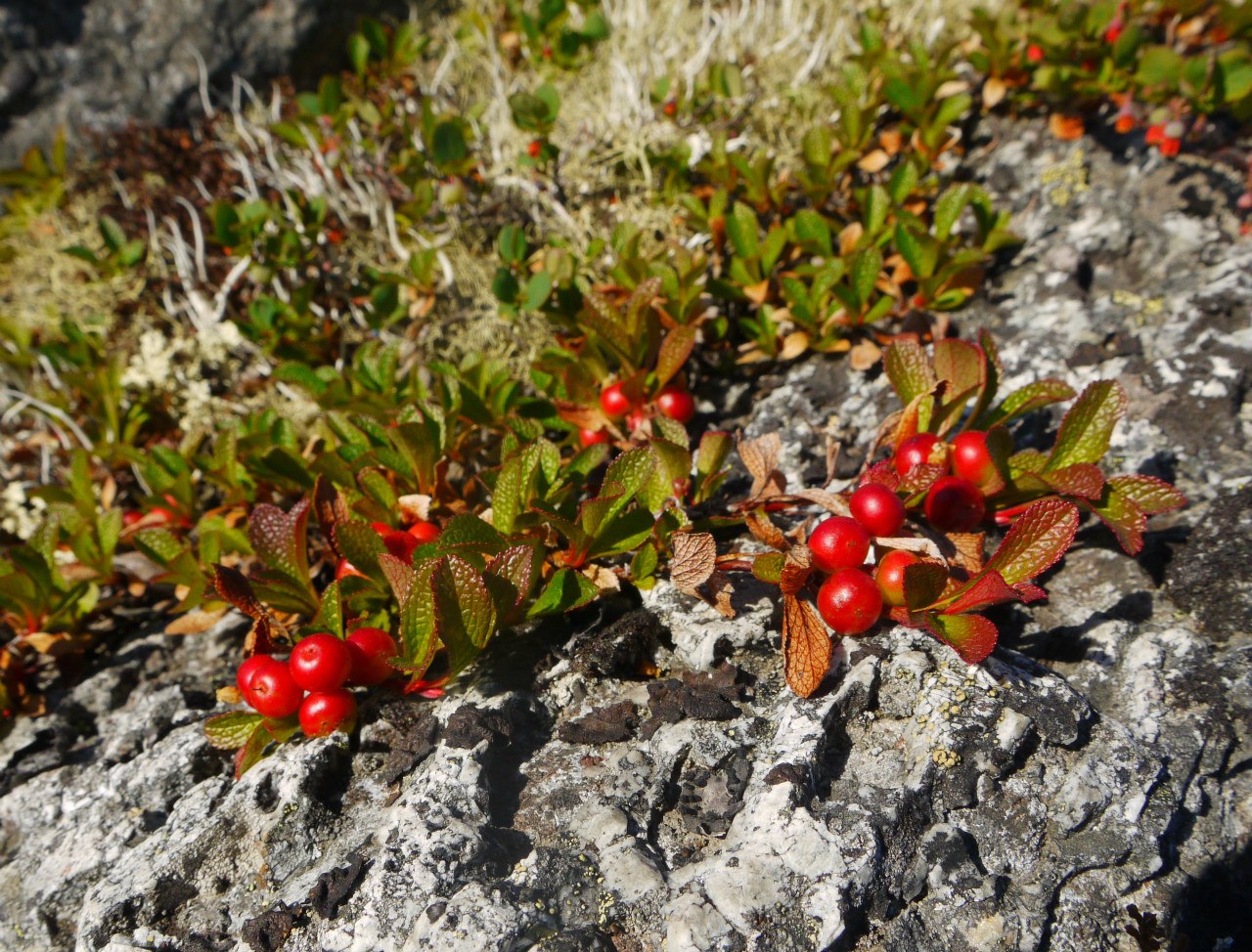 Изображение особи Arctous alpina.
