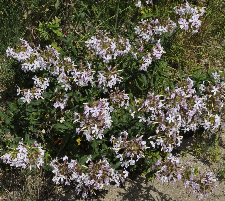 Изображение особи Saponaria officinalis.