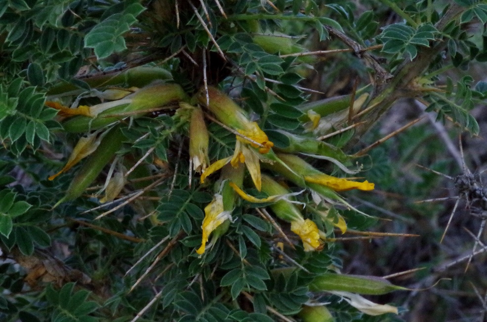 Изображение особи Caragana pleiophylla.