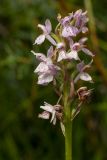 Dactylorhiza baltica. Отцветающее соцветие (бледноокрашенная форма). Ленинградская обл., Волосовский р-н, окр. дер. Большое Заречье, сырой луг на известняке. 19.07.2014.