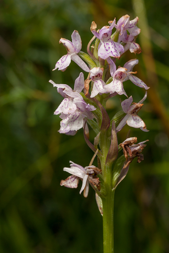 Image of Dactylorhiza baltica specimen.