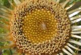 Image of taxon representative. Author is Эльвир Измайлов