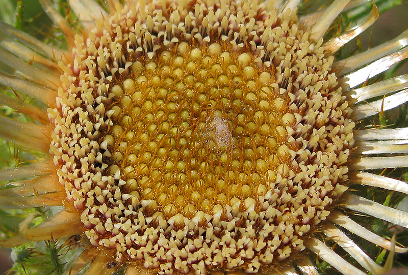 Image of Carlina biebersteinii specimen.