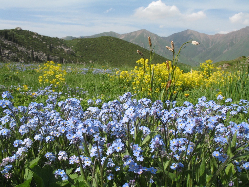 Изображение особи Myosotis asiatica.