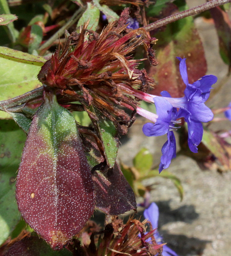 Image of Ceratostigma plumbaginoides specimen.