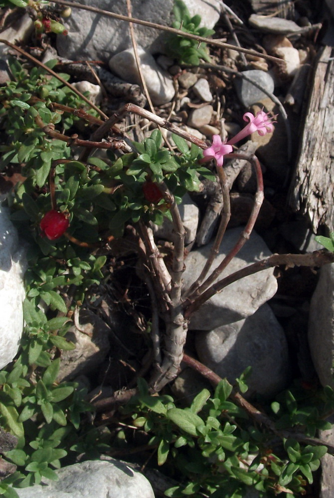 Image of Putoria calabrica specimen.