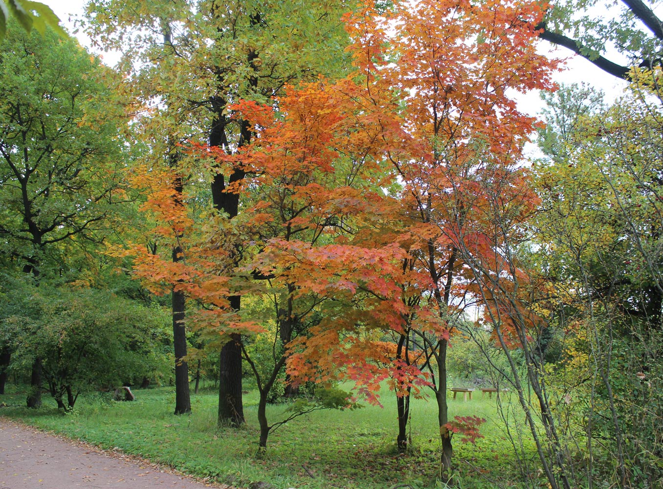 Image of Acer shirasawanum specimen.