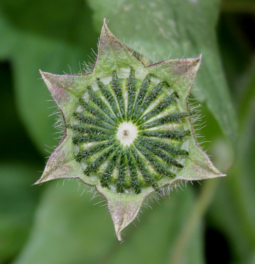 Image of Anoda cristata specimen.