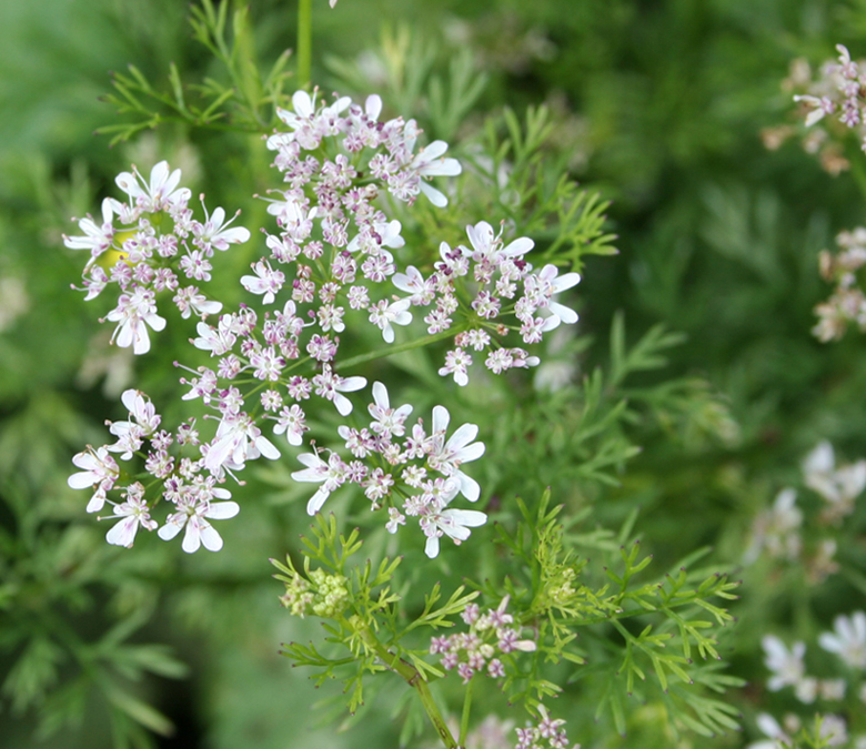 Изображение особи Coriandrum sativum.
