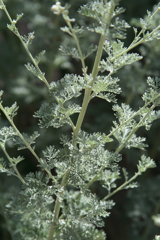 Изображение особи Artemisia persica.