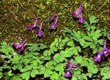 Corydalis caucasica