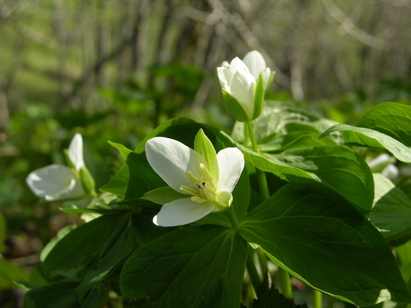 Image of Trillium camschatcense specimen.