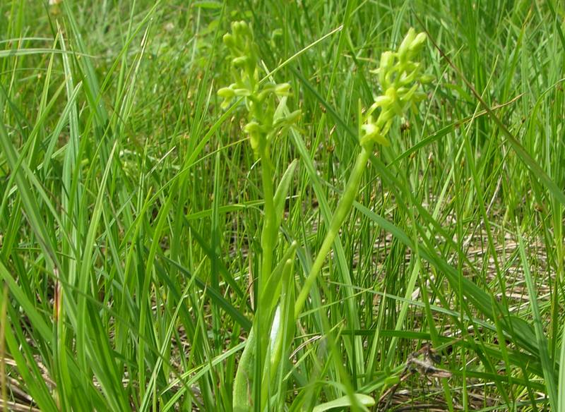 Image of Limnorchis convallariifolia specimen.