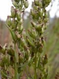 Artemisia salsoloides