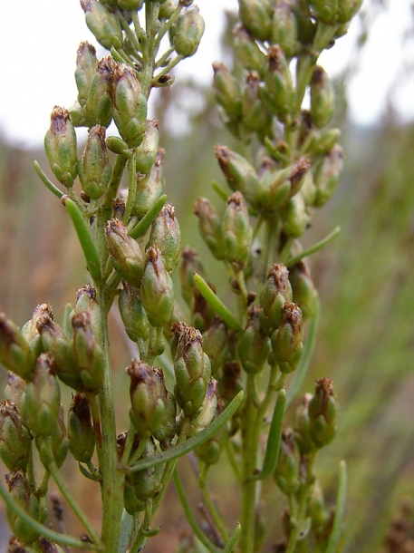 Image of Artemisia salsoloides specimen.