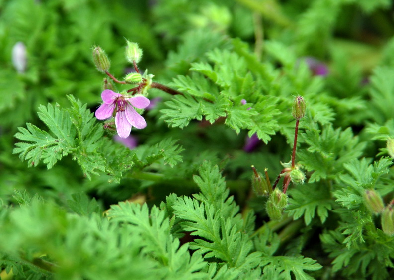 Изображение особи Erodium cicutarium.