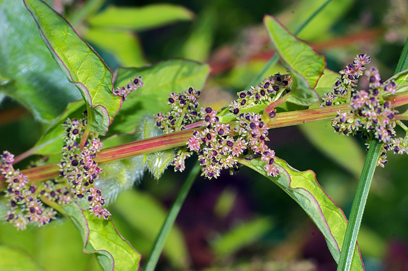 Изображение особи Lipandra polysperma.