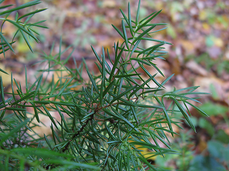 Изображение особи Juniperus communis.