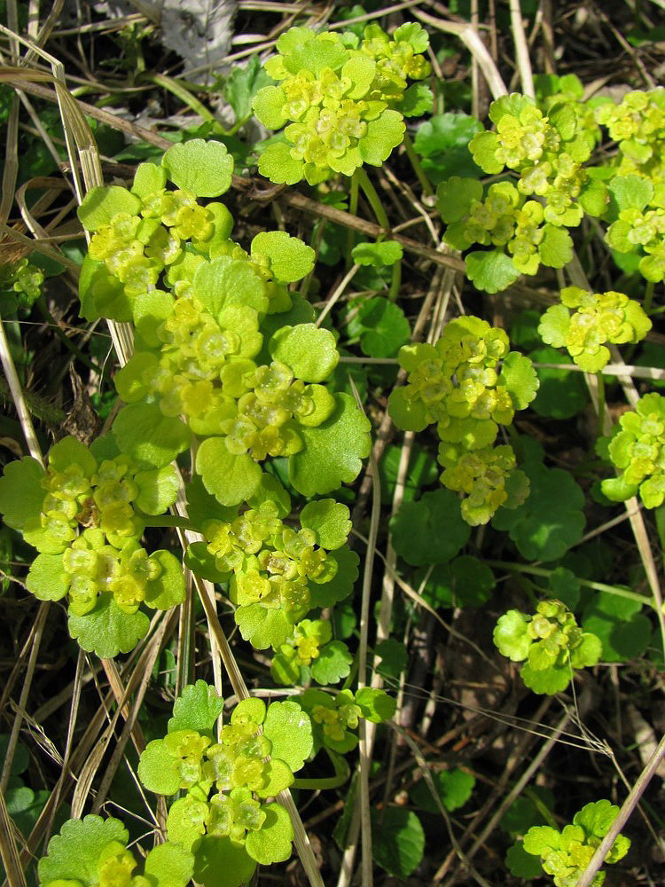 Изображение особи Chrysosplenium alternifolium.