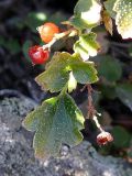 Ribes heterotrichum. Верхушка побега с плодами. Восточно-Казахстанская обл., Уланский р-н, окр. оз. Дубыгалинского (оз. Окуньки). 16.08.2009.