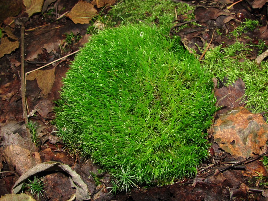 Image of Dicranum scoparium specimen.