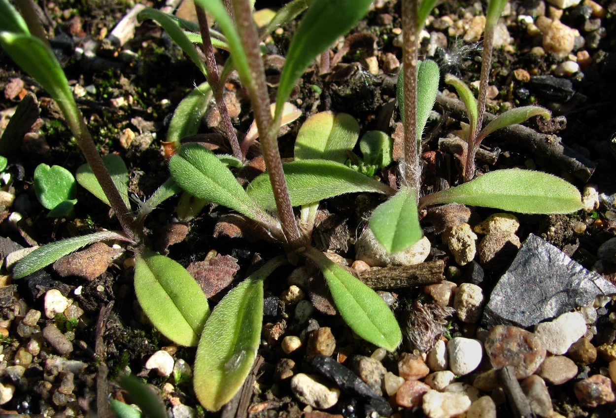 Изображение особи Buglossoides arvensis.