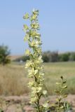 Delphinium semibarbatum
