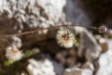 genus Hieracium. Верхушка усыхающего побега с соплодиями. Черногория, нац. парк Ловчен, ~1,3 км к зап. от пос. Ivanova Korita, пояс букового леса, известняковая скала у обочины дороги. 10.10.2014.