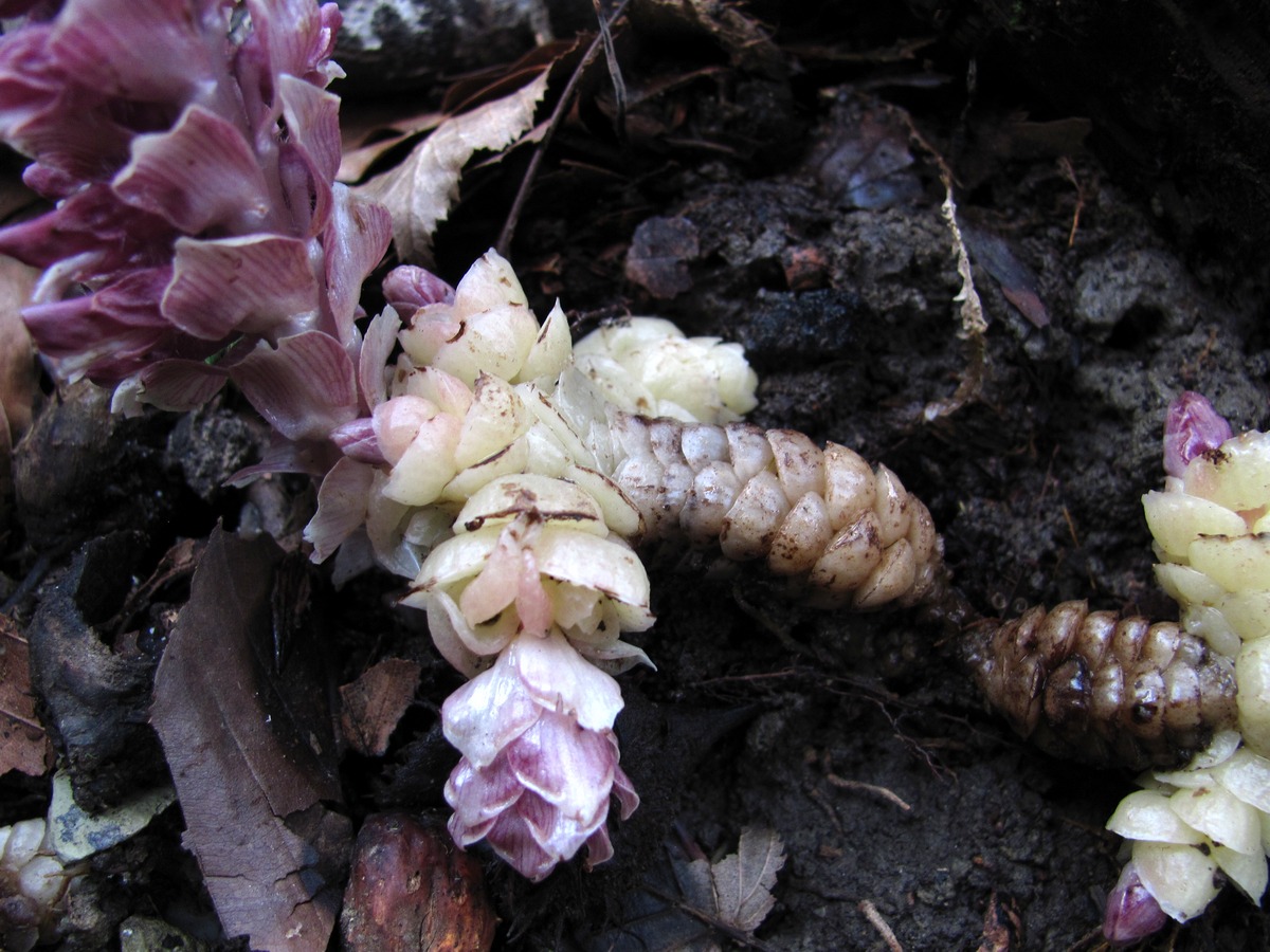 Image of Lathraea squamaria specimen.