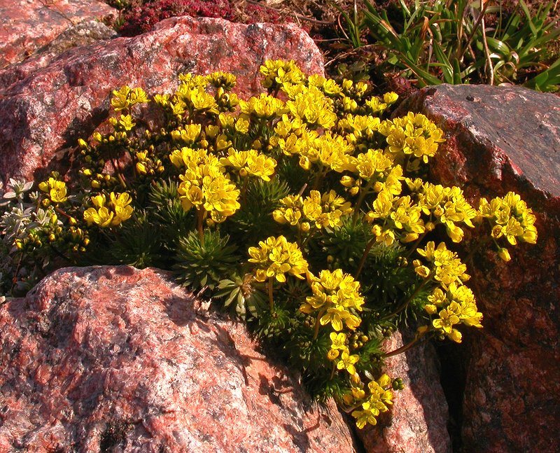 Image of Draba parnassica specimen.