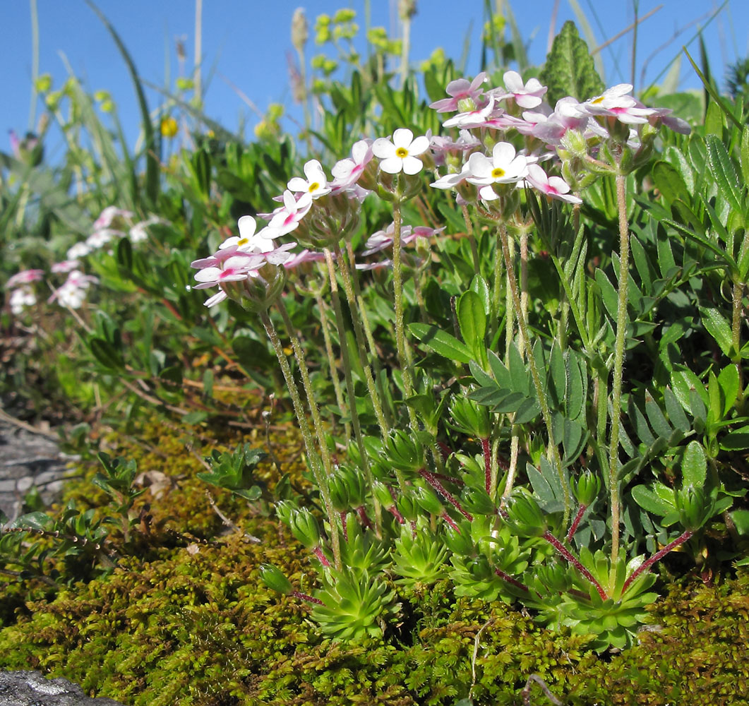 Image of Androsace barbulata specimen.