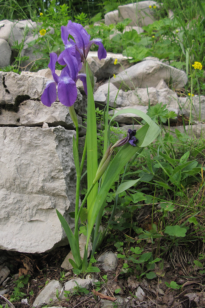 Image of Iris aphylla specimen.