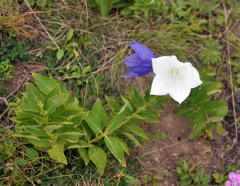 Изображение особи Platycodon grandiflorus.