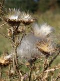 Cirsium vulgare. Верхушка плодоносящего и засыхающего растения. Кыргызстан, Чуйская обл., с. Восток, берег водоема. 11.09.2015.