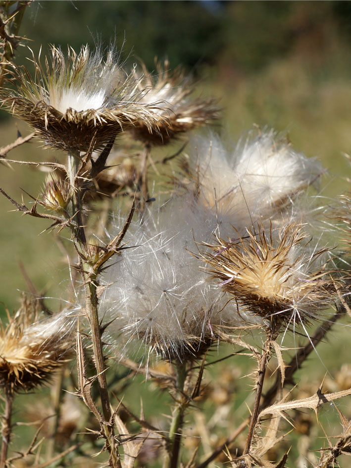 Image of Cirsium vulgare specimen.