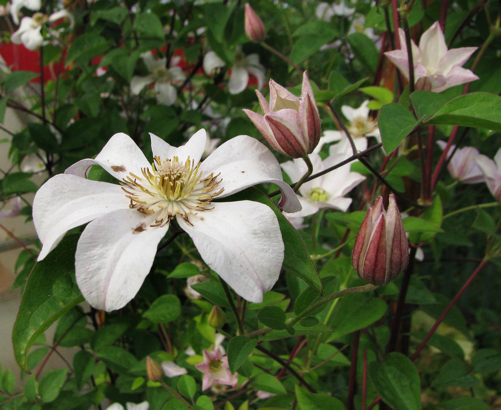 Image of Clematis × jackmanii specimen.