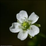 Drosera rotundifolia. Цветок. Республика Татарстан, памятник природы \"Ильинская балка\", июнь 2007 г.