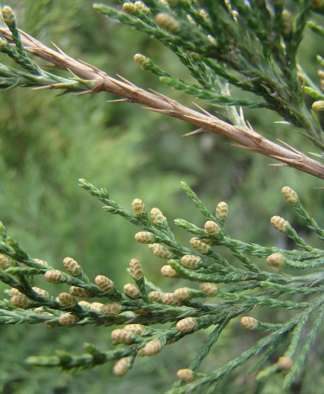 Изображение особи Juniperus virginiana.