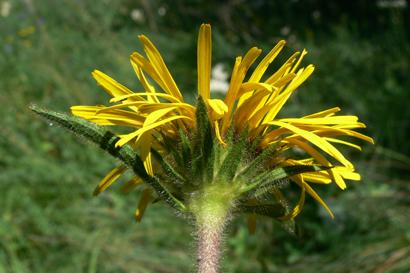 Image of Inula hirta specimen.