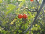 Ribes aureum