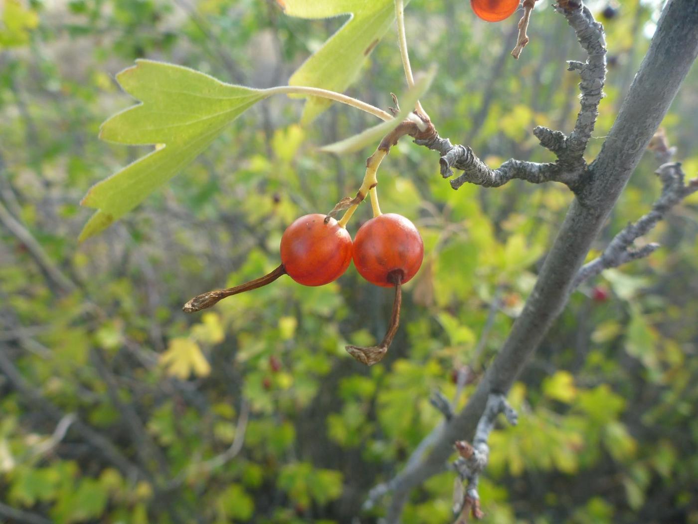 Изображение особи Ribes aureum.