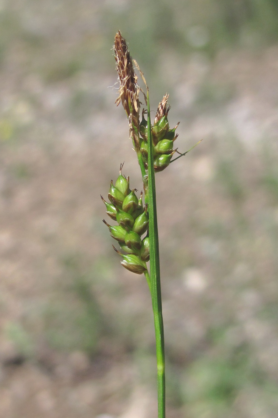 Image of Carex liparocarpos specimen.