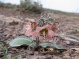 Rhinopetalum karelinii. Цветущее растение. Южный Казахстан, Жамбылская обл., Таласский р-н, предгорья Сырдарьинского Каратау, окр. оз. Акколь. 31 марта 2011 г.