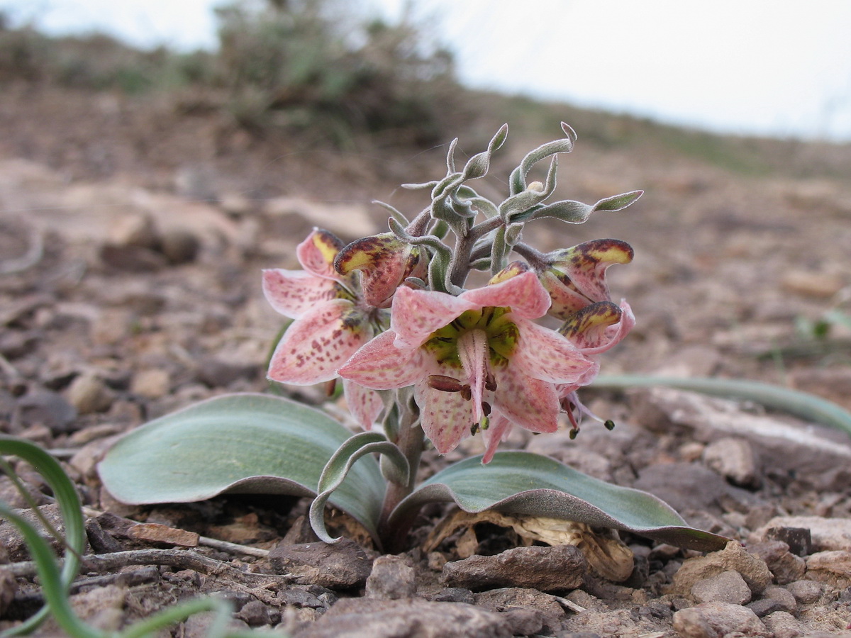 Изображение особи Rhinopetalum karelinii.