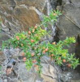 Berberis sibirica
