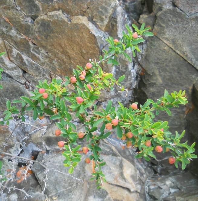 Изображение особи Berberis sibirica.